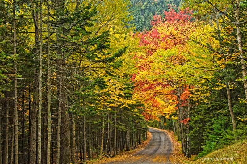 Acadia National Park Roadway