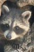 Rocky the Raccoon From Above