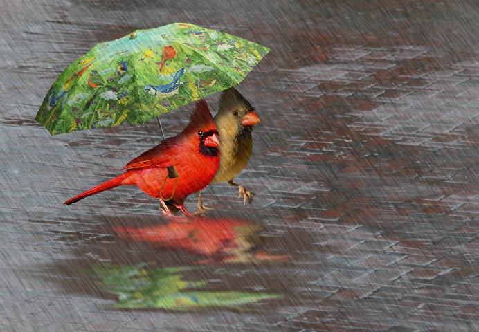 Photography Contest Grand Prize Winner - April Showers Are For The Birds