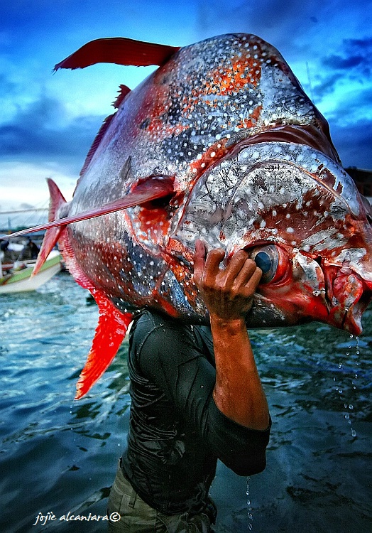 Photography Contest Grand Prize Winner - Fish be with you