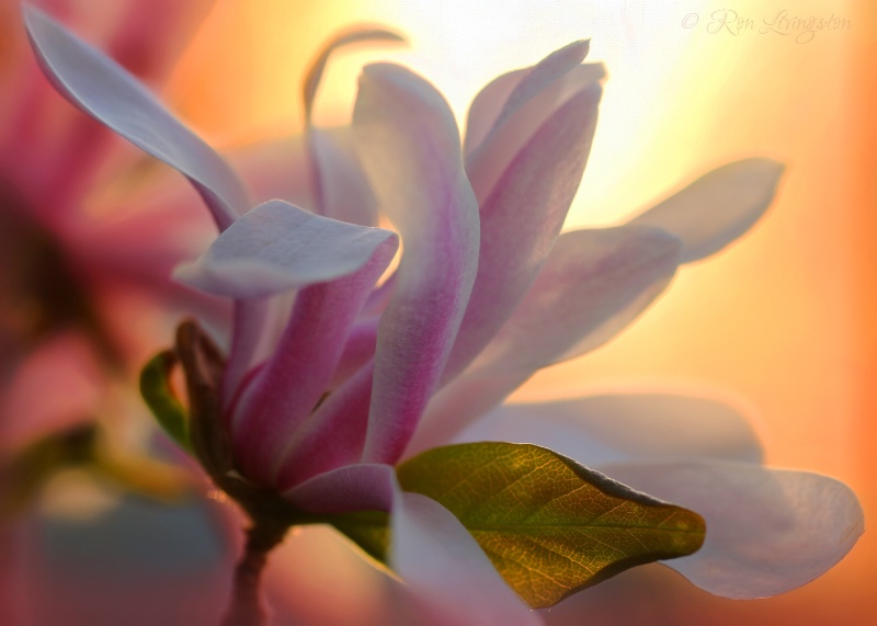June 2015 Photo Contest Grand Prize Winner - Magnolia Blossom